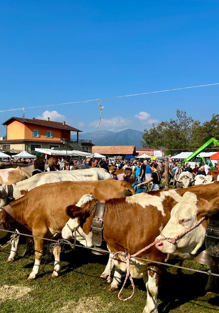 La &quot;blue tongue&quot; non ferma la Fiera Zootecnica di Armeno