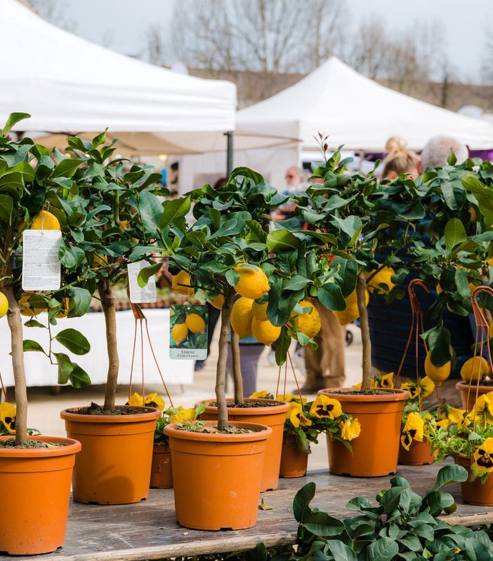 Novara si veste di fiori con la 7^ edizione di Fiorissimo 