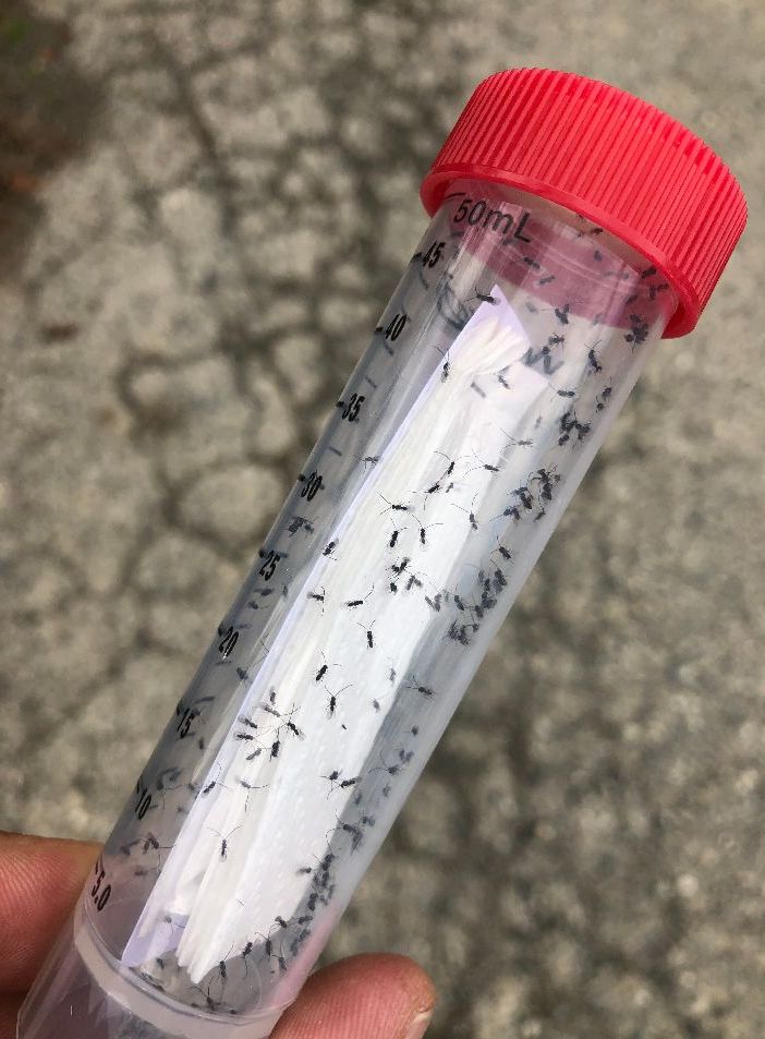 In Piemonte lotta biologica contro la Drosophila suzukii