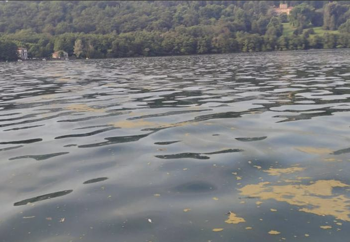 Le alghe gialle nel Lago d'Orta non sono pericolose per la salute dei bagnanti