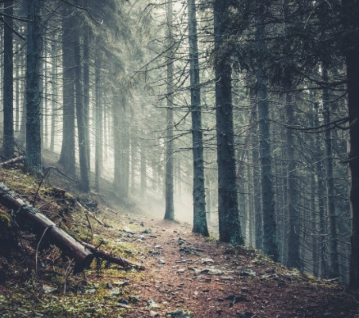 Coldiretti lancia l'Sos siccità: &quot;A rischio l'intero ecosistema forestale&quot;