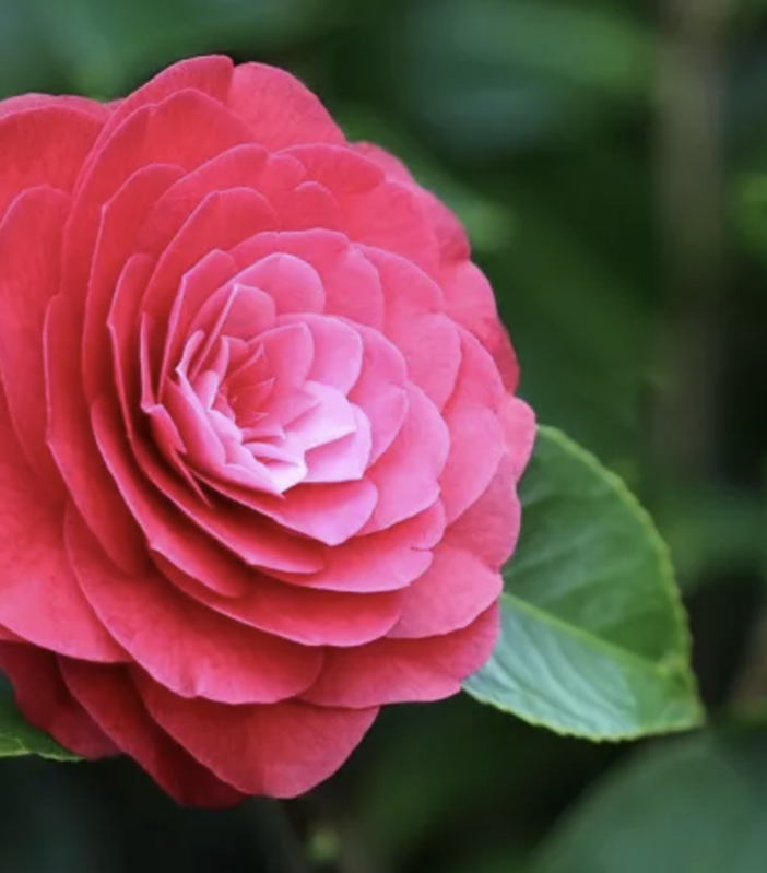 A Gozzano la 35ª edizione della Mostra della Camelia