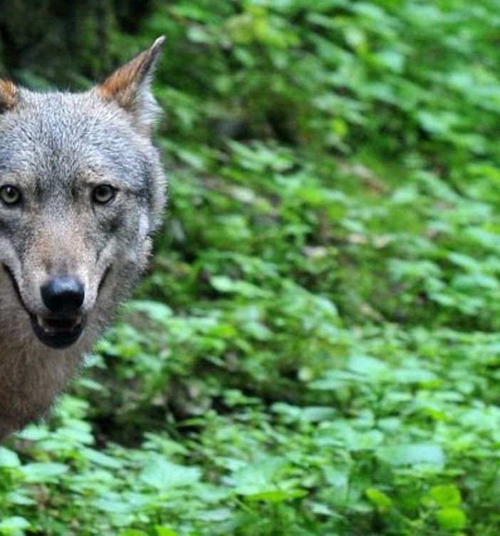 Moncalvo (Coldiretti): “Più lupi in Piemonte rispetto all’intera Svezia con circa 600 esemplari, a rischio la biodiversità dei nostri territori”