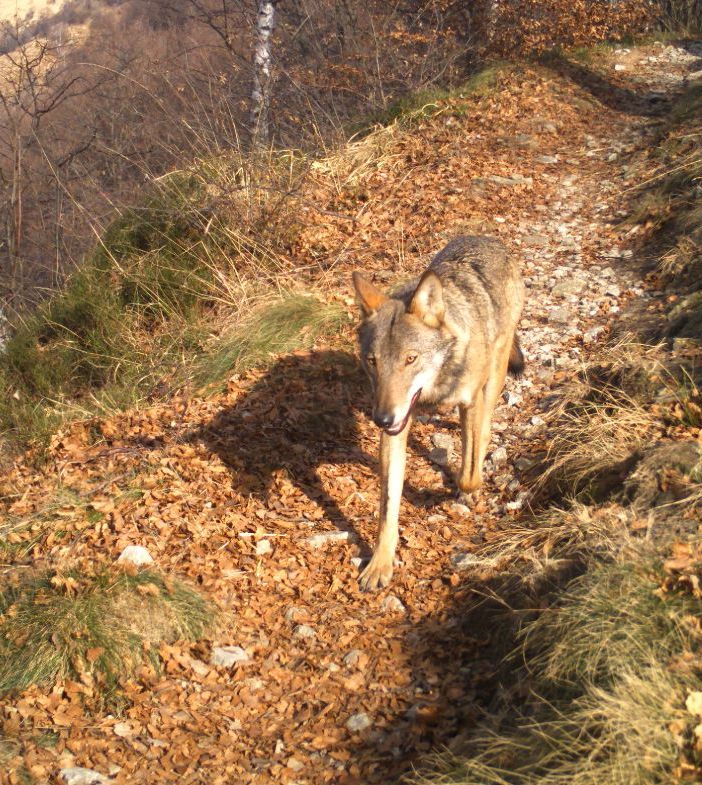 Lupi, Coldiretti Piemonte: &quot;Ora salviamo anche le pecore”