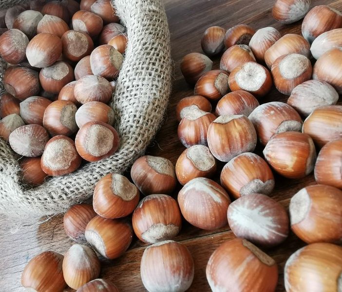 Il timore di Cia: &quot;Siccità e prezzi bassi stanno mettendo fuori mercato le nocciole piemontesi&quot;