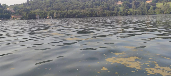 Le alghe gialle nel Lago d'Orta non sono pericolose per la salute dei bagnanti