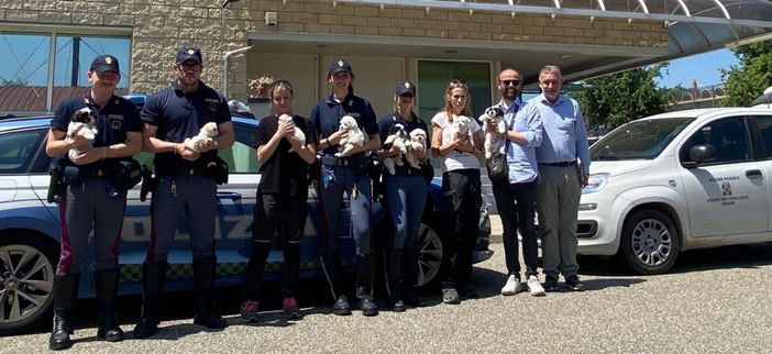 Fermato un furgone sull’A4: salvati nove cuccioli trasportati senza cure né documenti