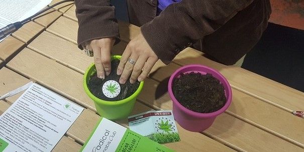 Dolore cronico e nausea da chemio, in Piemonte cresce l'uso di cannabis terapeutica