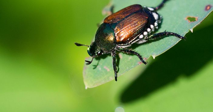 Apre oggi il bando regionale per le reti anti insetto in difesa dei vivai Apre oggi il bando regionale per le reti anti insetto in difesa dei vivai
