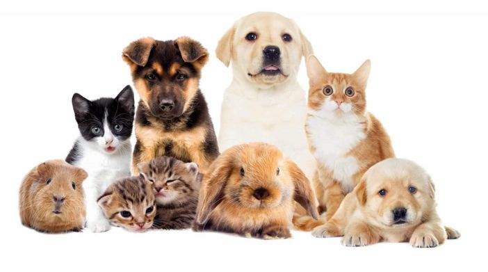 Nuove normative per la tutela degli animali Nuove normative per la tutela degli animali