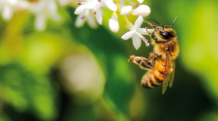 La Regione stanzia 8 milioni di euro a sostegno degli apicoltori piemontesi La Regione stanzia 8 milioni di euro a sostegno degli apicoltori piemontesi