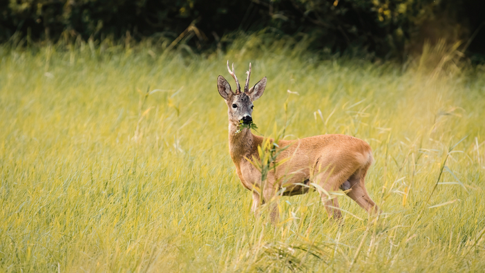 Fauna selvatica in Piemonte: nuovi criteri per il ripopolamento Fauna selvatica in Piemonte: nuovi criteri per il ripopolamento