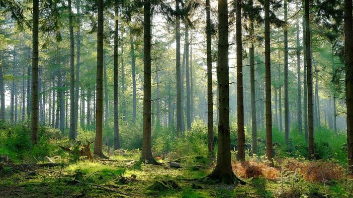 Foreste: cinque video prodotti dalle Regione per parlare della loro importanza