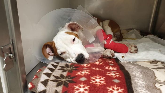 Gara di solidarietà per il cane lanciato dalla finestra Gara di solidarietà per il cane lanciato dalla finestra