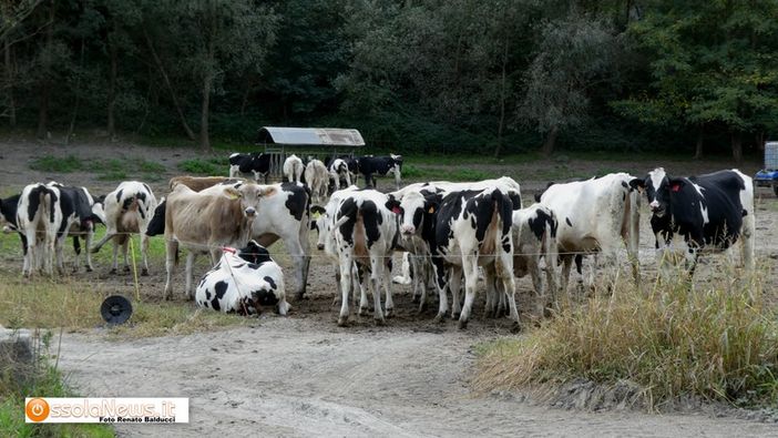 Coldiretti Novara-Vco: bene stop alla norma ammazza stalle Coldiretti Novara-Vco: bene stop alla norma ammazza stalle