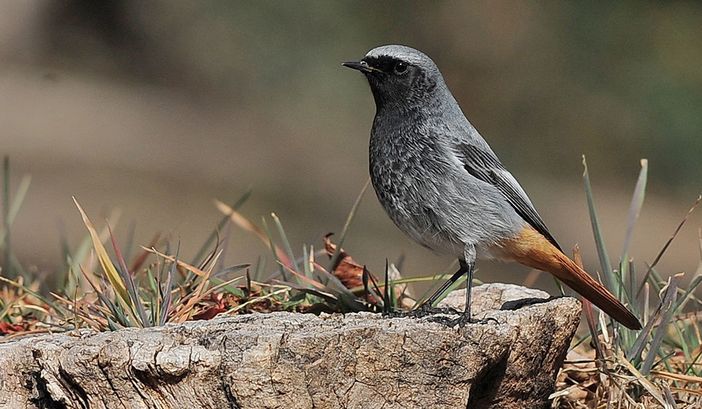 "Ali del Sacro Monte": il 5 ottobre una conferenza sull'avifauna presente nella Riserva Speciale del Sacro Monte di Orta