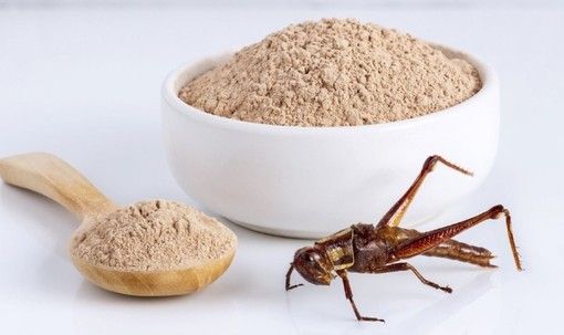 Grilli e farine, siete disposti ad acquistarli e consumarli?