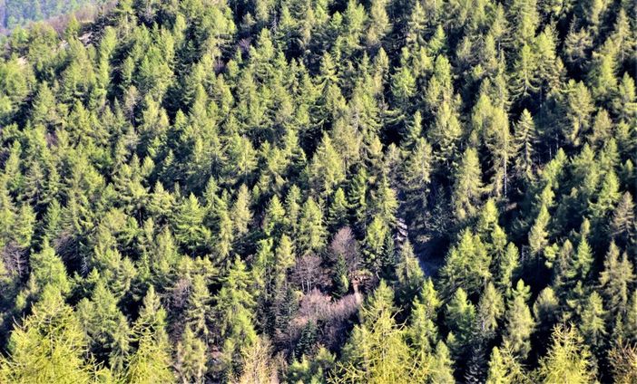 Un miliardo di alberi e 21 categorie forestali: i boschi del Piemonte raccontati in numeri e curiosità Un miliardo di alberi e 21 categorie forestali: i boschi del Piemonte raccontati in numeri e curiosità