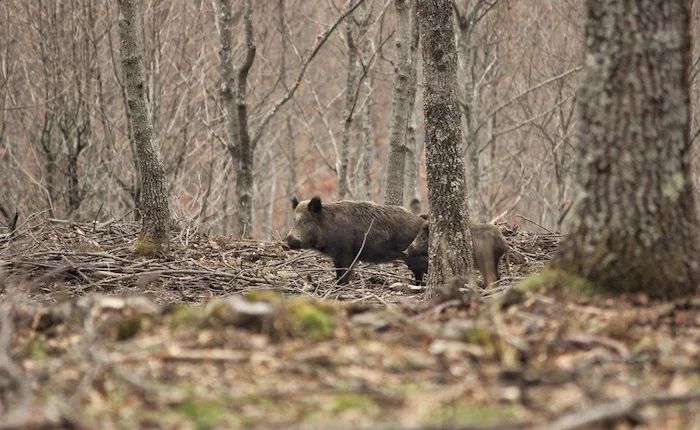 Danni da fauna selvatica: la regione Piemonte stanzia 3,6 milioni di euro