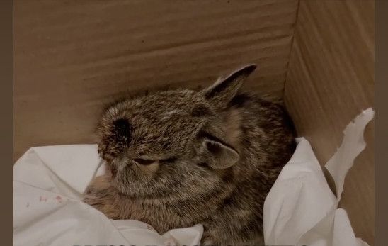 LA STORIA. La minilepre salvata dalla ragazzina. Così Sophia ha lottato contro ogni ostacolo per Bonny LA STORIA. La minilepre salvata dalla ragazzina. Così Sophia ha lottato contro ogni ostacolo per Bonny