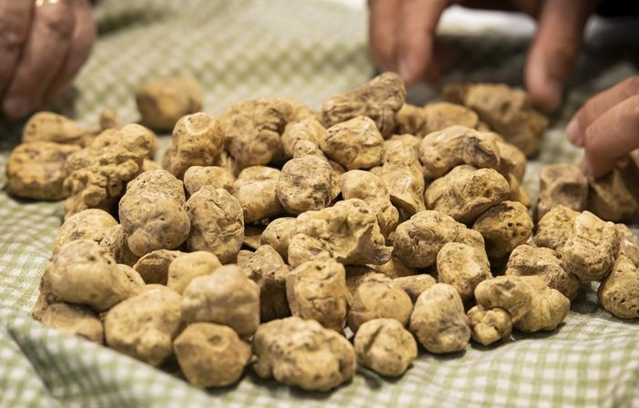 Al via il bando per la salvaguardia del tartufo bianco pregiato Al via il bando per la salvaguardia del tartufo bianco pregiato