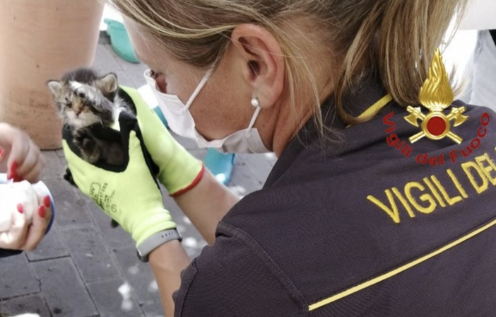 Gattino cade nel vano ascensore e resta intrappolato