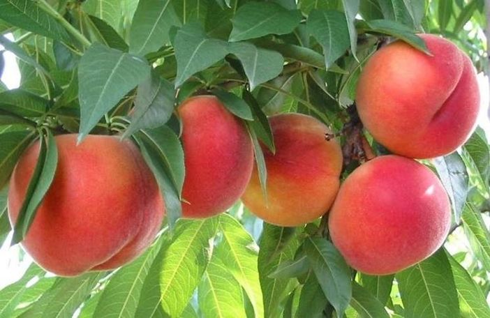 La denuncia di Coldiretti: "Pesche, frutticoltori costretti a comunque a raccogliere e a pagarne le spese" La denuncia di Coldiretti: "Pesche, frutticoltori costretti a comunque a raccogliere e a pagarne le spese"