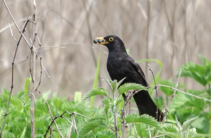 Esemplare di merlo, nello scatto di Enrico Ruggeri Esemplare di merlo, nello scatto di Enrico Ruggeri