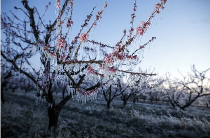 Agricoltura Piemonte: bando da 1.5 milioni per impianti di prevenzione dalle gelate