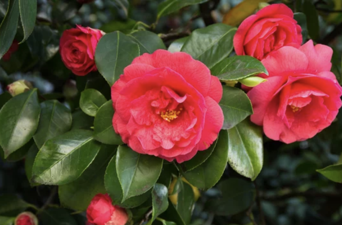 Tutto pronto per la 34° mostra delle Camelie di Gozzano Tutto pronto per la 34° mostra delle Camelie di Gozzano