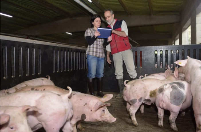 Coldiretti Novara-Vco -Peste suina: serve un cambio di passo per evitare di abbattere senza motivo migliaia di maiali sani Coldiretti Novara-Vco -Peste suina: serve un cambio di passo per evitare di abbattere senza motivo migliaia di maiali sani