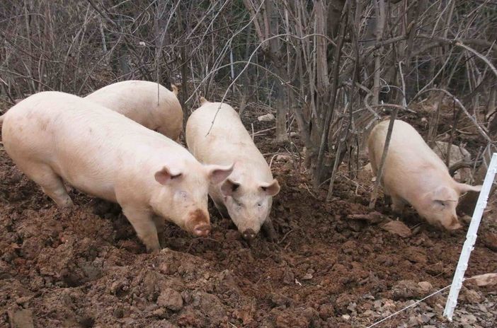 Peste suina: dopo il caso nel novarese nuova ‘trincea’ contro il virus Peste suina: dopo il caso nel novarese nuova ‘trincea’ contro il virus
