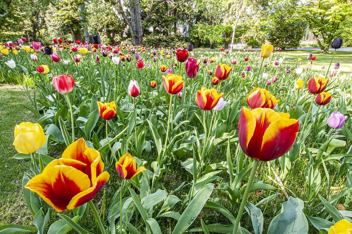 A Villa Taranto è "Festa delle Bulbose"