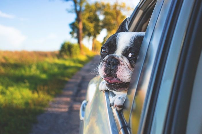 Notizie Piemonte. Lascia il cane chiuso in auto due ore sotto il sole, biellese multato