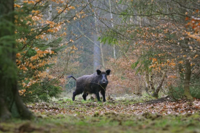 Peste suina africana: la Regione istituisca tavolo permanente Peste suina africana: la Regione istituisca tavolo permanente