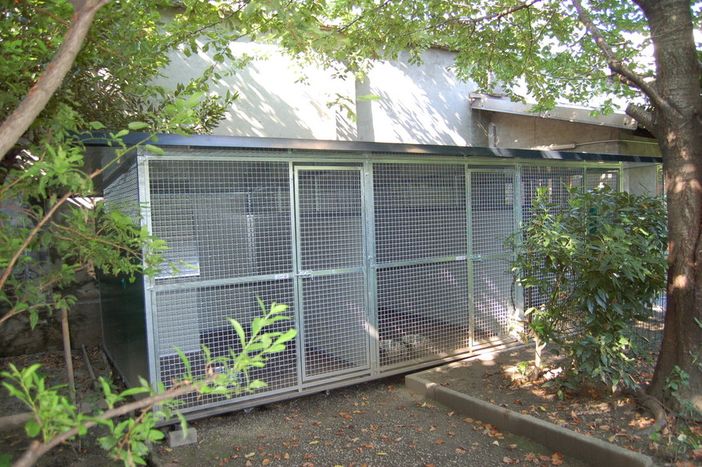 Caucino: "Dalla Regione arrivano più di 200mila euro per ammodernare i canili"