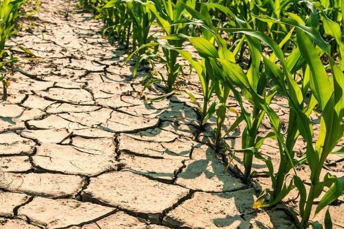 Caldo e siccità, è allarme in Piemonte: "Raccolti a rischio, servono interventi urgenti" Caldo e siccità, è allarme in Piemonte: "Raccolti a rischio, servono interventi urgenti"