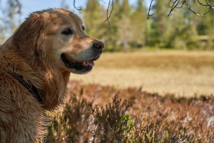 Displasia dell'anca nel cane: identificazione, trattamento e prevenzione