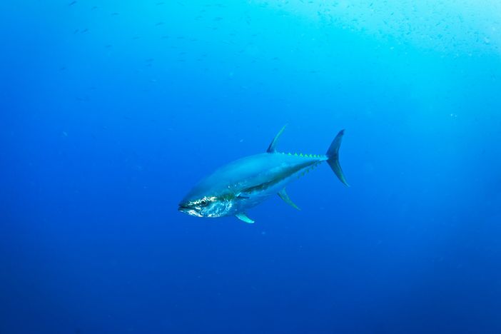 Giornata Mondiale del Tonno Airone Seafood