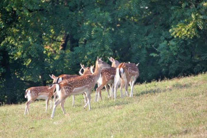 Ambiente: i daini di Agrate Conturbia sono salvi Ambiente: i daini di Agrate Conturbia sono salvi