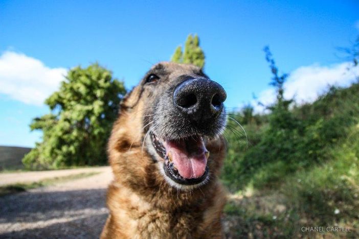 Campagna estiva di adozione cani: un'iniziativa promossa dal comune di Novara ed ENPA per contrastare gli abbandoni Campagna estiva di adozione cani: un'iniziativa promossa dal comune di Novara ed ENPA per contrastare gli abbandoni