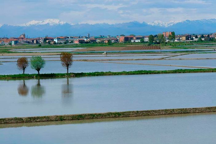 Coldiretti Novara-Vco: &quot;Aumento costi di produzione del riso fa calare le semine&quot;