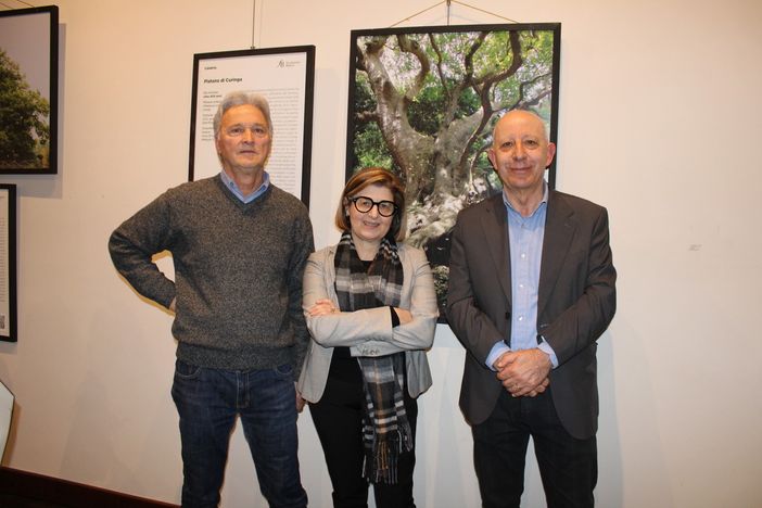 &quot;Alberi straordinari d’Italia&quot;: una mostra che celebra la natura