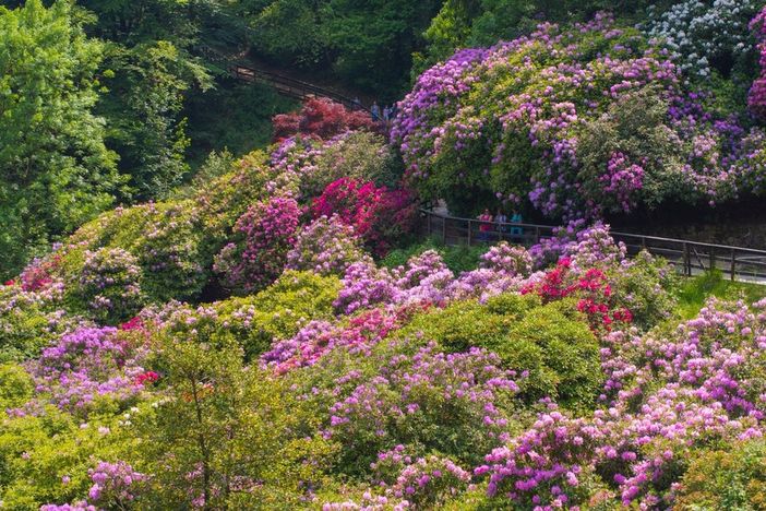 L'Oasi Zegna riparte dalle splendide fioriture spontanee e della Conca dei Rododendri FOTO