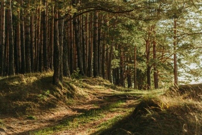 Acqua, foreste, ghiacciai: l’appello di Uncem alla politica Acqua, foreste, ghiacciai: l’appello di Uncem alla politica