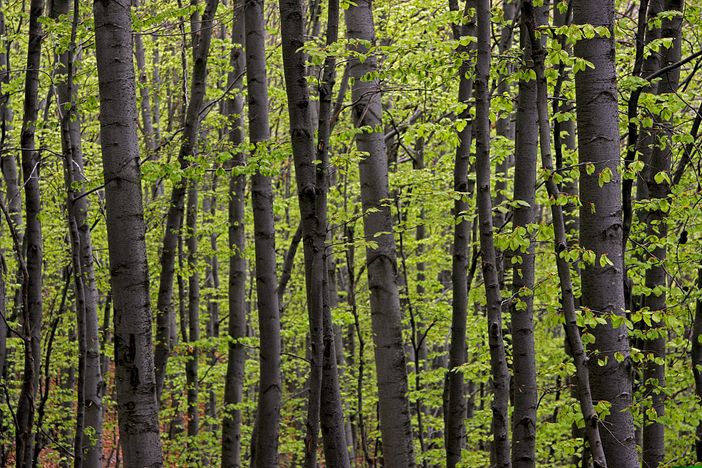 Una legge regionale per il settore forestale