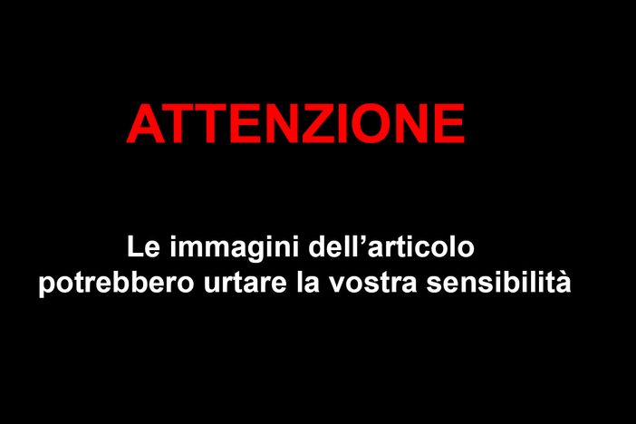 Coldiretti Novara-Vco - Il lupo è sempre più un pericolo per i greggi: più di 100 capi uccisi negli ultimi mesi