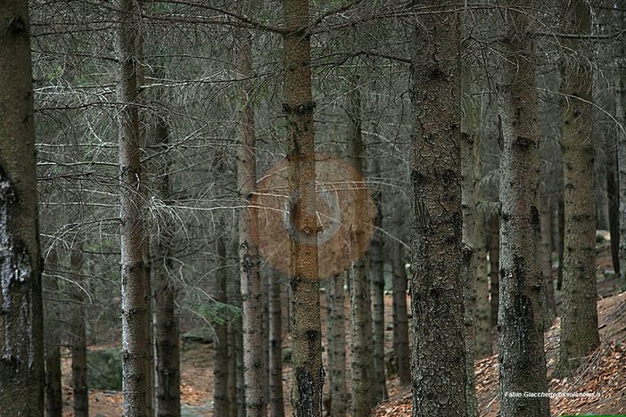 Foreste del futuro, in Piemonte nasce la “banca del Dna”: selezionati i semi più resistenti