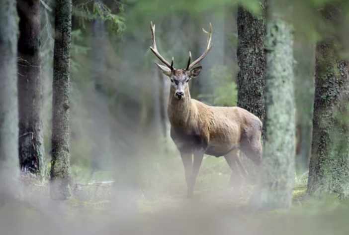 Centri di recupero della fauna selvatica, dalla Regione 100 mila euro Centri di recupero della fauna selvatica, dalla Regione 100 mila euro