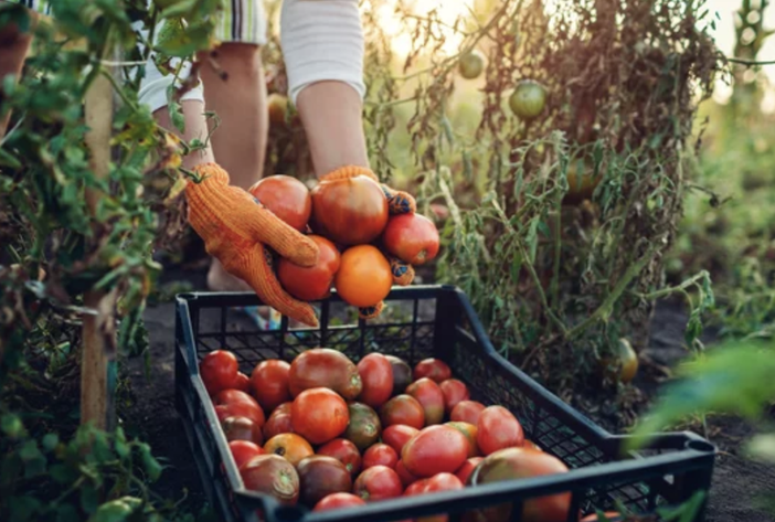 Psr Piemonte, prorogata la scadenza del bando per i giovani agricoltori Psr Piemonte, prorogata la scadenza del bando per i giovani agricoltori